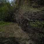 This fence was badly damaged by tree growth